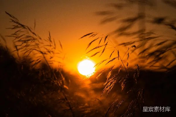 高清摄影 夕阳落在一些树后