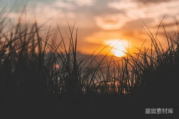 高清摄影 夕阳落在一些高草后面