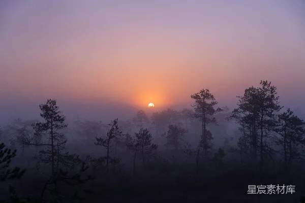 高清摄影 夕阳下的树影轮廓