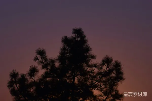 高清摄影 夕阳落在一棵树的轮廓背后