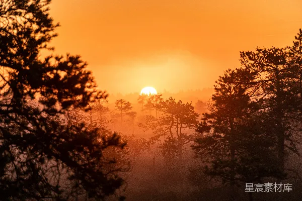 高清摄影 夕阳下的树影轮廓