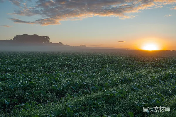 高清摄影 背景中的草丛一片夕阳美景