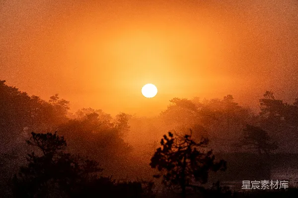 高清摄影 夕阳下的树影轮廓
