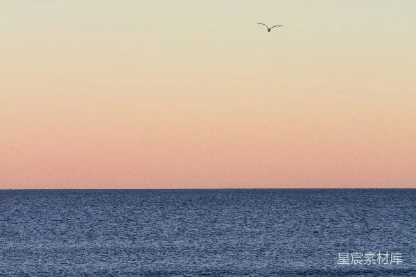 高清摄影 夕阳下海面上飞翔的鸟儿