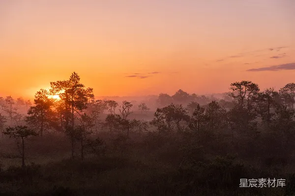高清摄影 夕阳下的绿树与橙色的天空