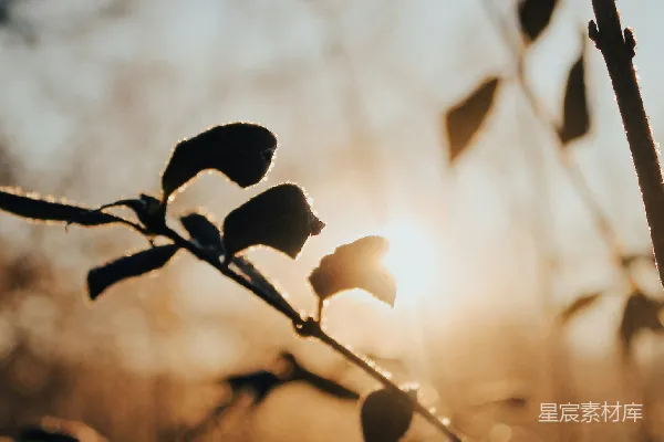 高清摄影 夕阳下的植物轮廓