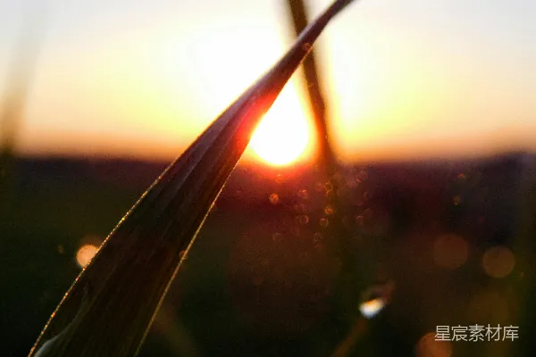 高清摄影 夕阳西下，草场上一片金黄。