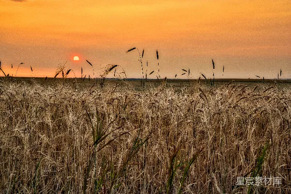 高清摄影 夕阳西下，映照着一片小麦田。