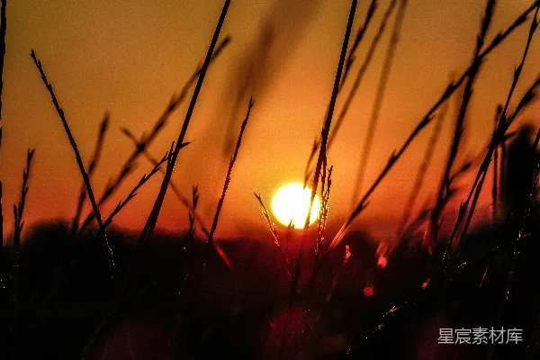 高清摄影 夕阳西下，一片高高的草甸上。