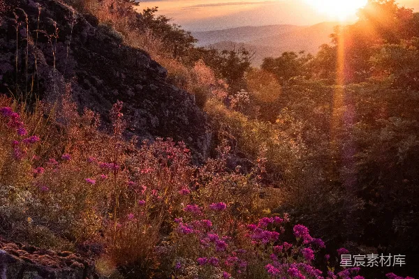 高清摄影 夕阳下的棕色岩石山上的粉色花朵
