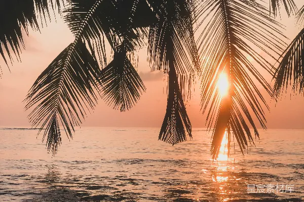 高清摄影 夕阳下近水旁的棕榈树