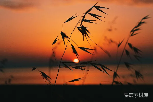 高清摄影 夕阳下草的轮廓