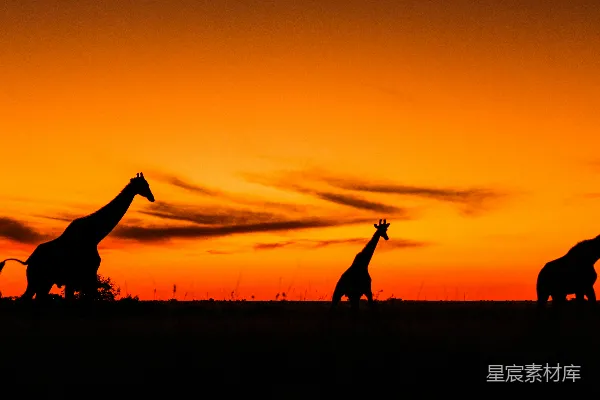 高清摄影 夕阳下两个人站在草地上的轮廓