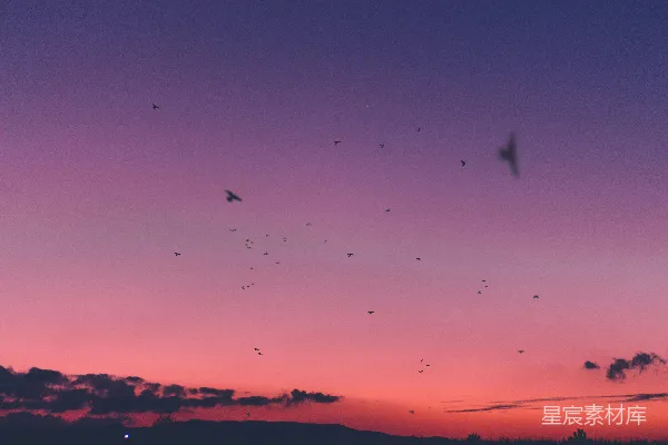 高清摄影 夕阳下的飞翔鸟儿