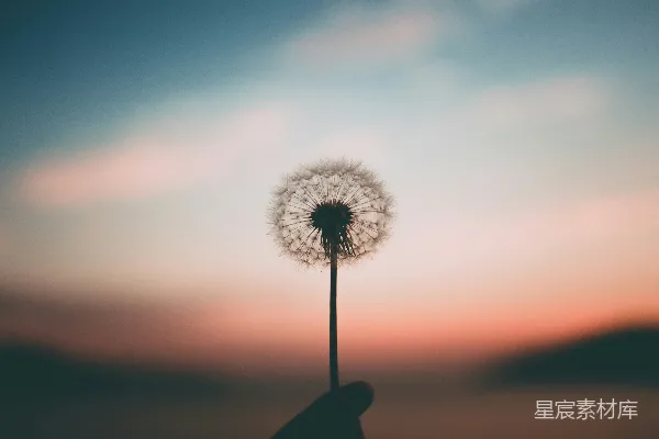 高清摄影 手持蒲公英花的人