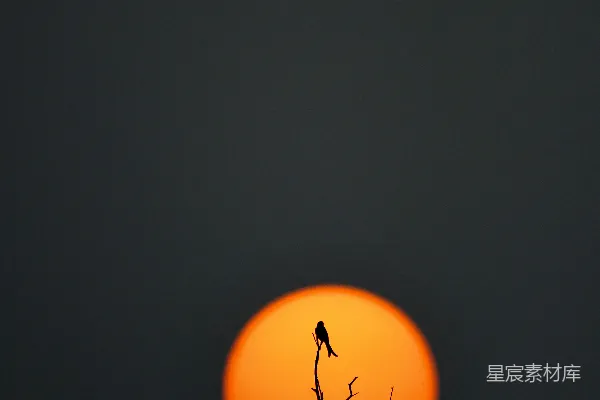 高清摄影 鸟站在一棵树的枝头上，夕阳西下。