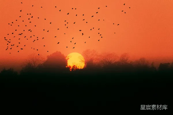高清摄影 夕阳下林间飞鸟的剪影队列