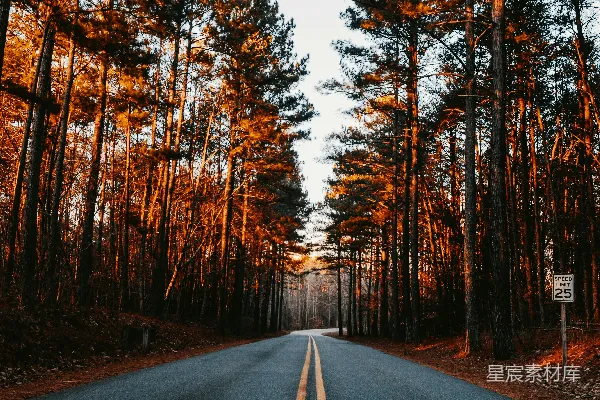 高清摄影 森林中一条空旷的道路