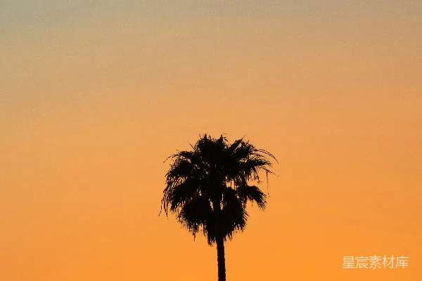 高清摄影 棕榈树在夕阳中形成剪影
