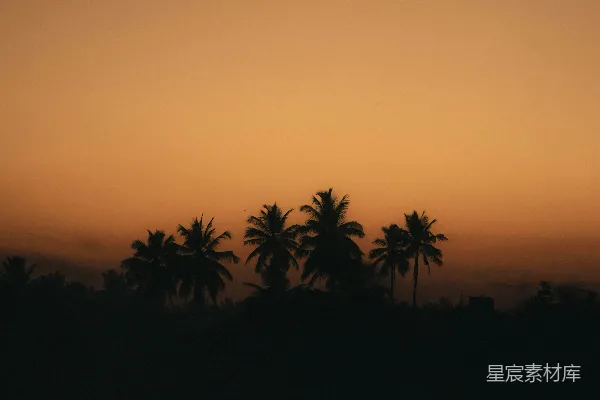 高清摄影 夕阳西下，棕榈树在 foreground 显现。