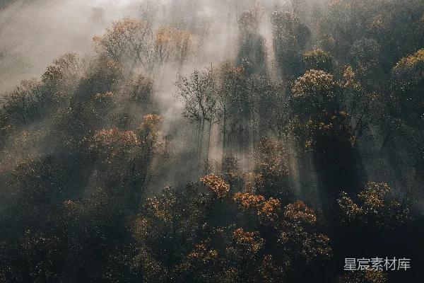 高清摄影 白云下的绿树