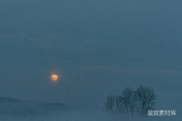 高清摄影 橙色夕阳下的裸树
