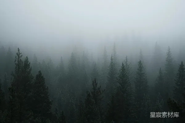 高清摄影 一片树林
