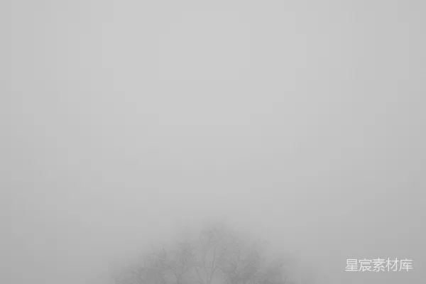 高清摄影 雾中的枯树