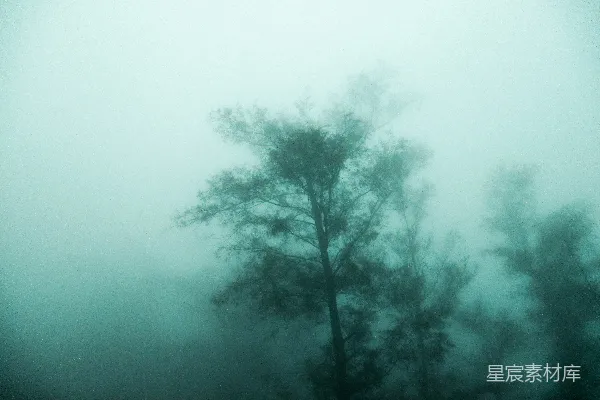 高清摄影 带雾的树