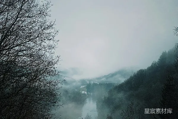 高清摄影 山中树木被雾笼罩