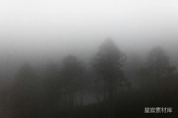 高清摄影 一幅黑白照片中的雾中森林
