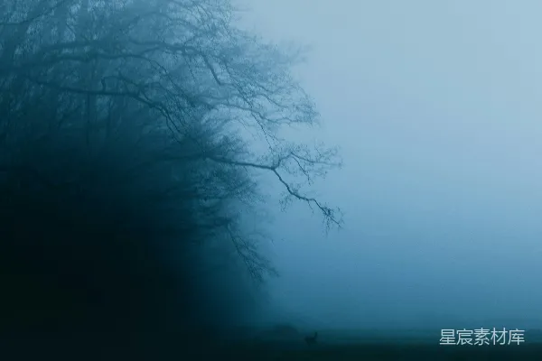 高清摄影 灰度照片的树木