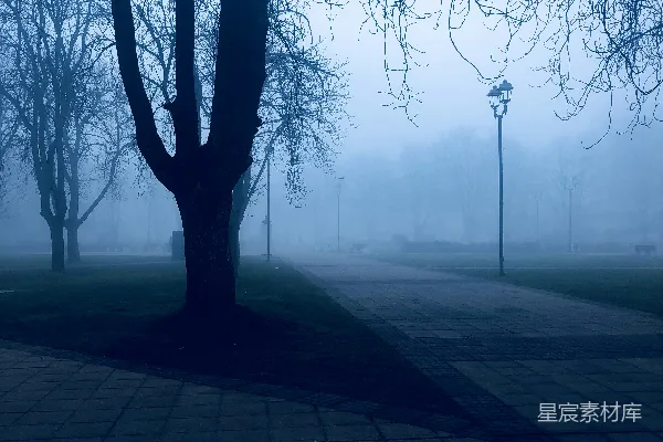 高清摄影 灰水泥地上的光秃秃的树木