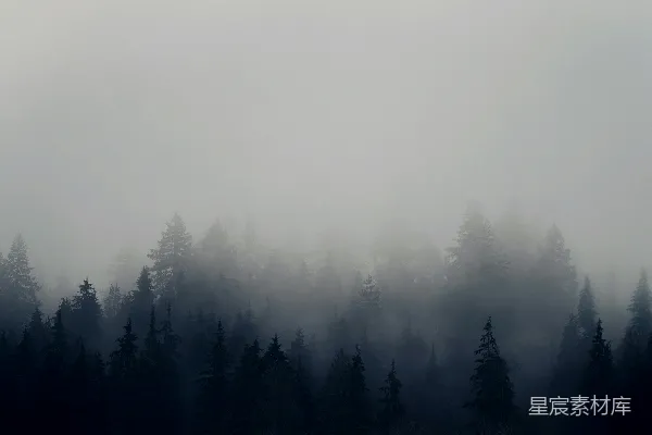 高清摄影 充满树木的雾林