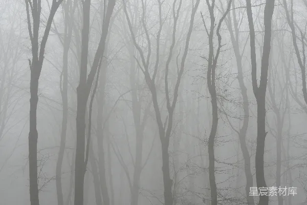 高清摄影 森林中白天的无叶树木