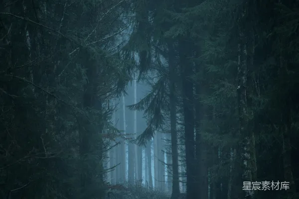 高清摄影 一片密布树木的黑暗森林