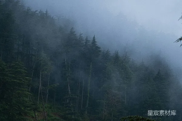 高清摄影 雾中的小树林，树木生长在山坡一侧