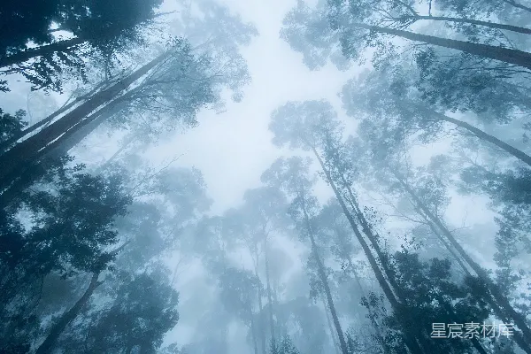 高清摄影 一片布满了高大树木的森林