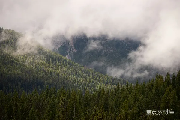 高清摄影 背景中有山的森林景色