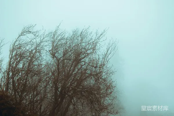 高清摄影 雾天，树荫在前景。