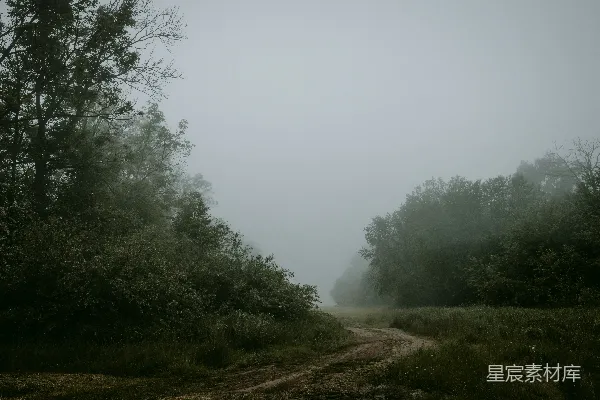 高清摄影 森林中一条泥土小路