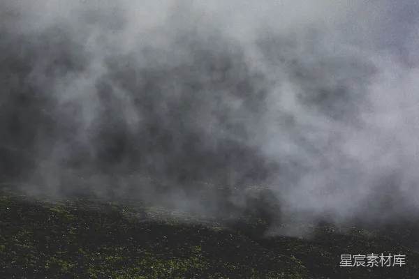 高清摄影 绿叶植物的照片和雾气