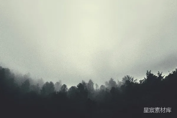 高清摄影 树的灰度摄影