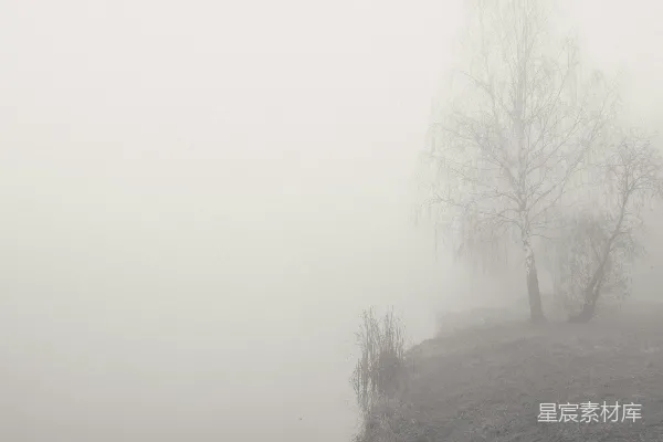 高清摄影 一片雾气笼罩的山坡上有一棵孤树