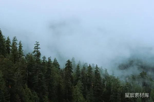 高清摄影 一排生长在山坡旁边的树木