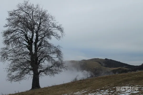 高清摄影 山坡上一棵孤独的树覆盖着白雪