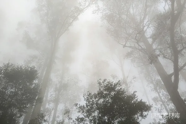 高清摄影 满是树木的雾林