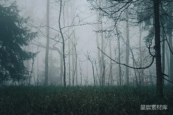 高清摄影 满是树木的雾林