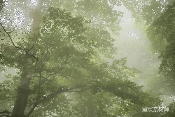 高清摄影 雾气弥漫的森林里有很多树木