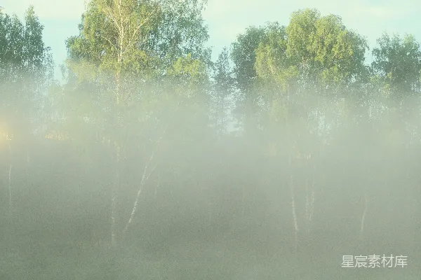 高清摄影 一片森林，树木交错
